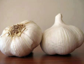 garlic