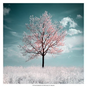 The_Cherry_Tree_by_Gwarf